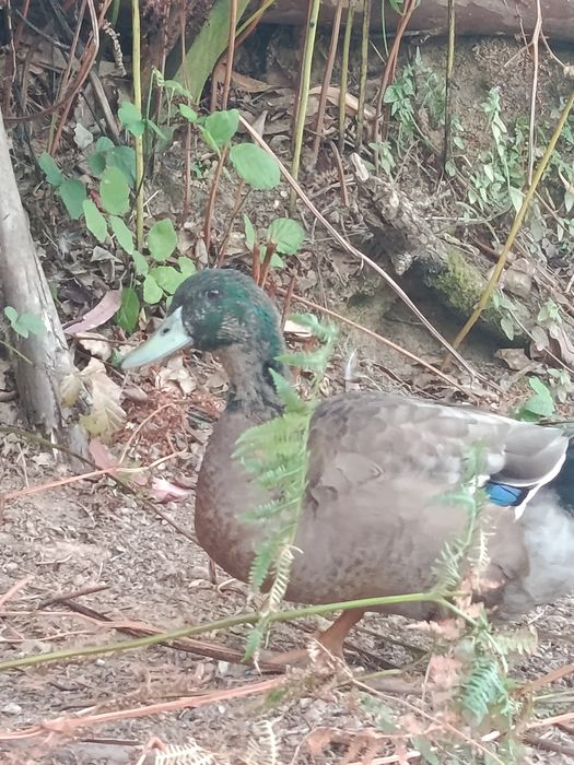Pato roen(macho)