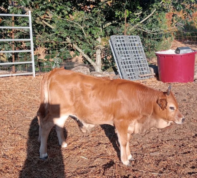 Vendo vitelos de raça cachena