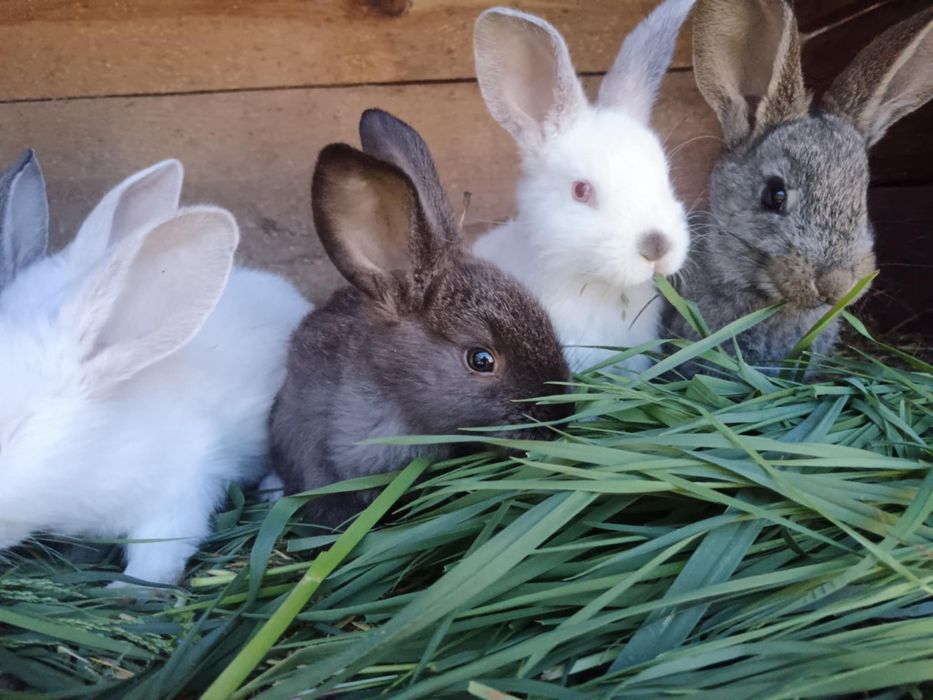 Młode króliki król króle