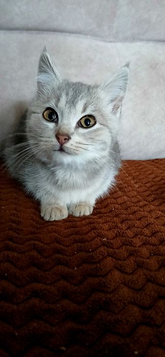 Кішка дівчинка мила грайлива