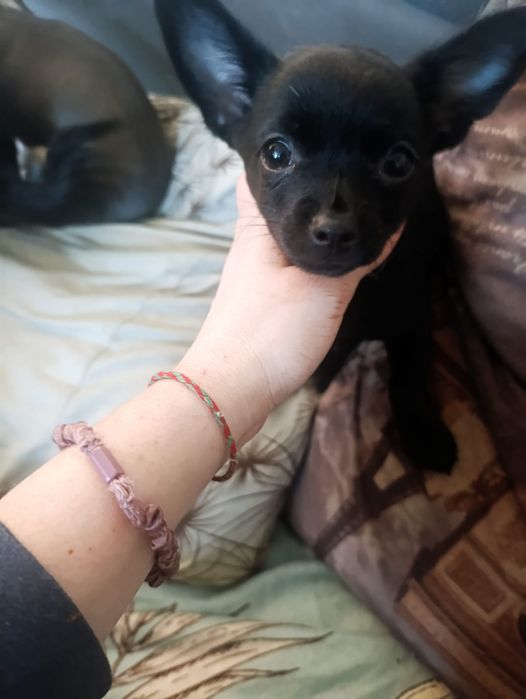 Предлагается к продаже подрощеная чихуа Дир