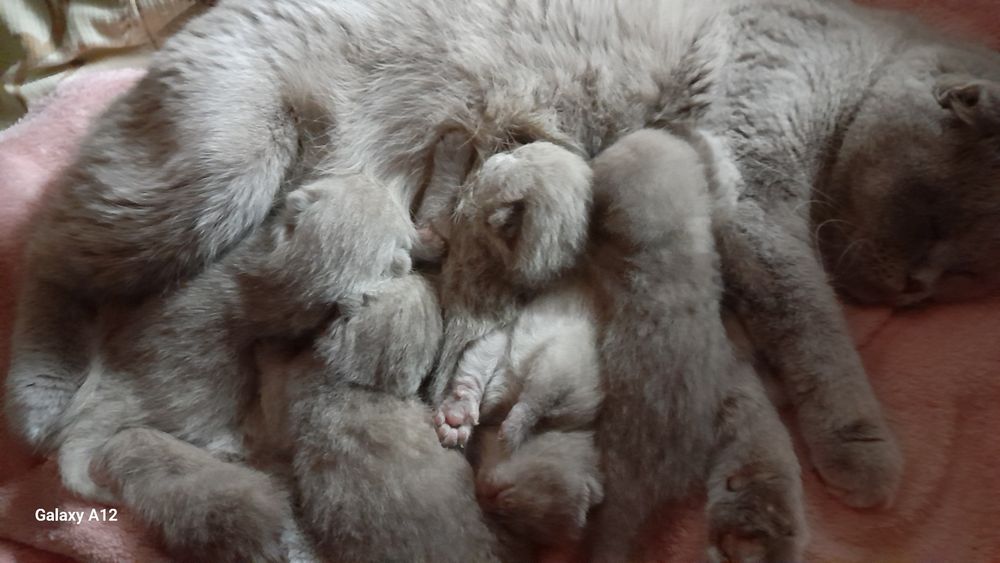 Британские котята