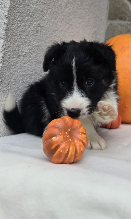 Border Collie piesek czarno-biały