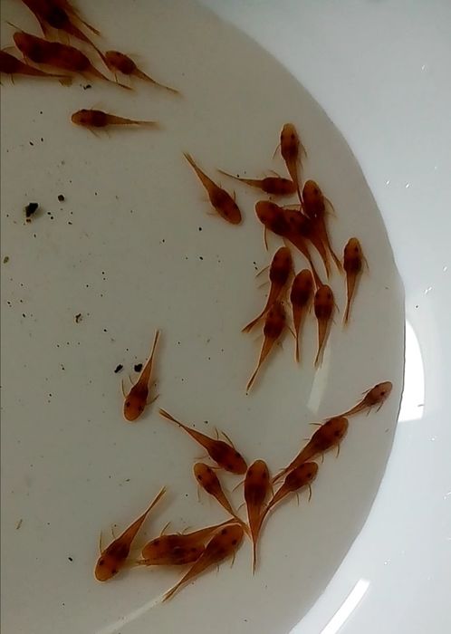 Zbrojnik glonojad czerwony super red ancistrus