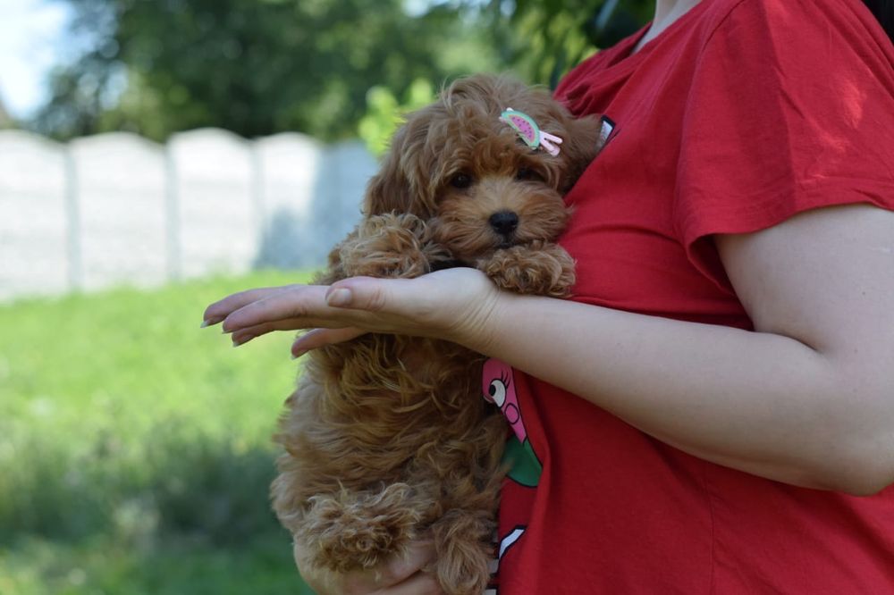 Пухнасте щастя Мальтіпу дівчинка