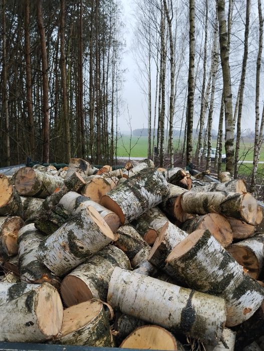 Brzoza olcha sosna opałowa