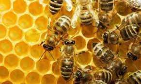 Продам бджолопакети