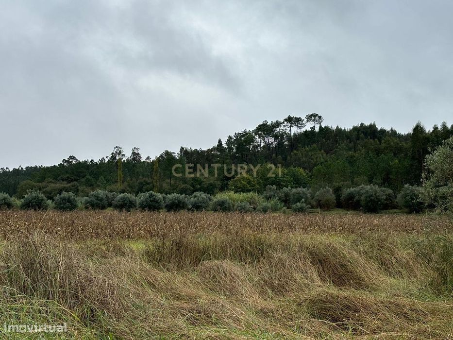 Terreno com Eucaliptal e outras árvores — Redinha, Leiria