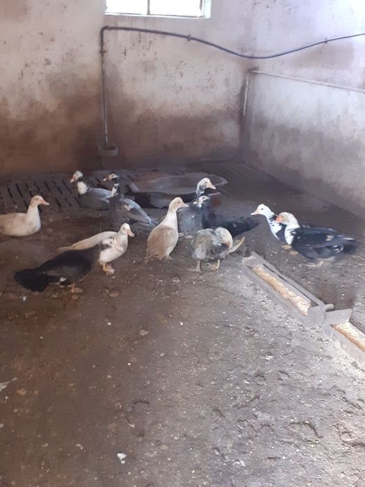 Patos mudos para criação