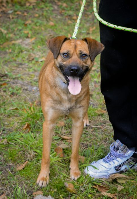 Lucky - idealny towarzysz do wspólnych przygód