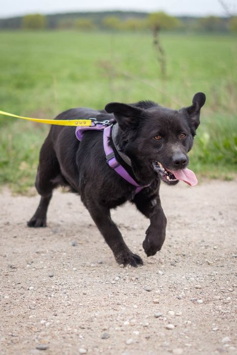 Megi polecam się do adopcji Schronisko Nadzieja Napierki