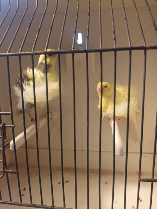 Canários frizados do norte para ceder