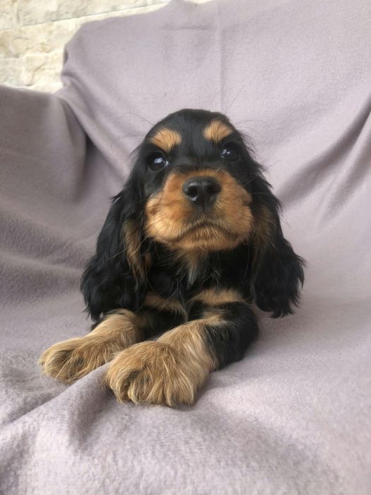 Pieski cocker spaniel