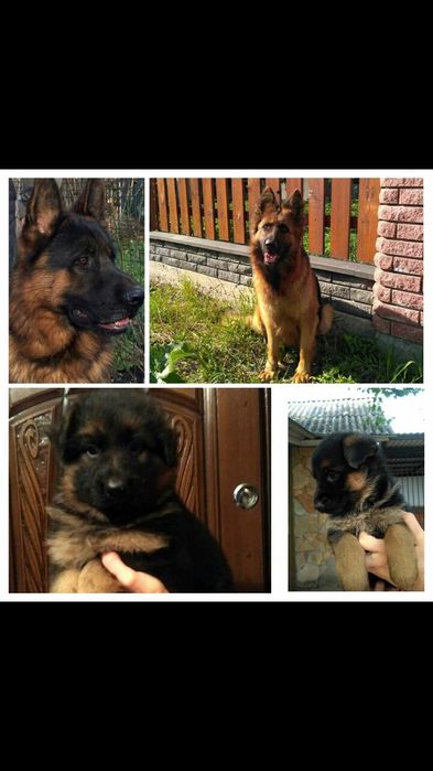Продаєм щенят німецької вівчарки
