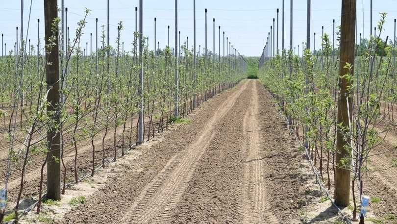 Linia kroplująca nawadnianie wiśni wiśnie emitery 33cm borówka Sady