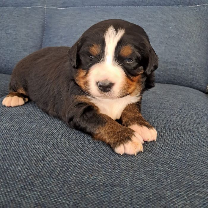 Berneński pies pasterski -rezerwacja