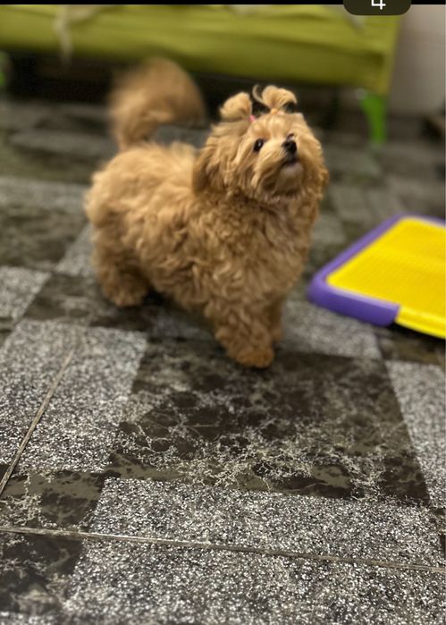 Шиварный мини мальтипу