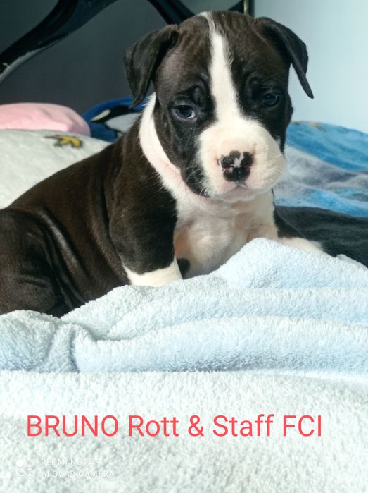 Amstaff piesek FCI Rodowód