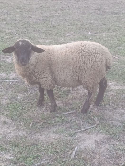 Vendo anho  macho sulfok com cinco meses