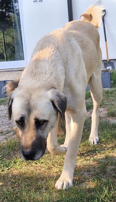 Kangal szczeniak suczka