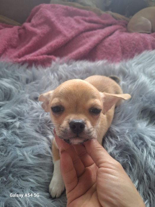 Beżowy chłopiec Chihuahua
