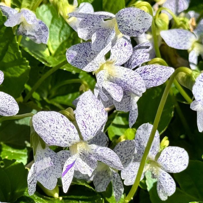 Fiołek motylkowaty 'Freckles' (Viola sororia) Doniczka 1.0L