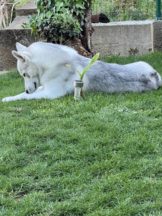 Husky Siberiano Macho