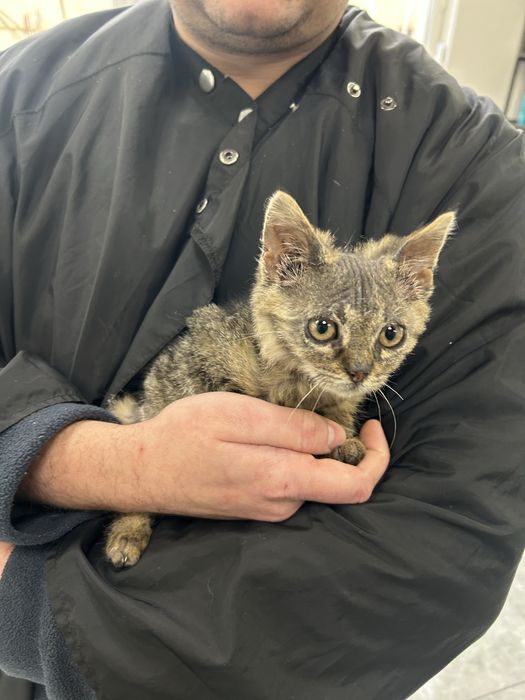 Отдам в хорошие руки Котят