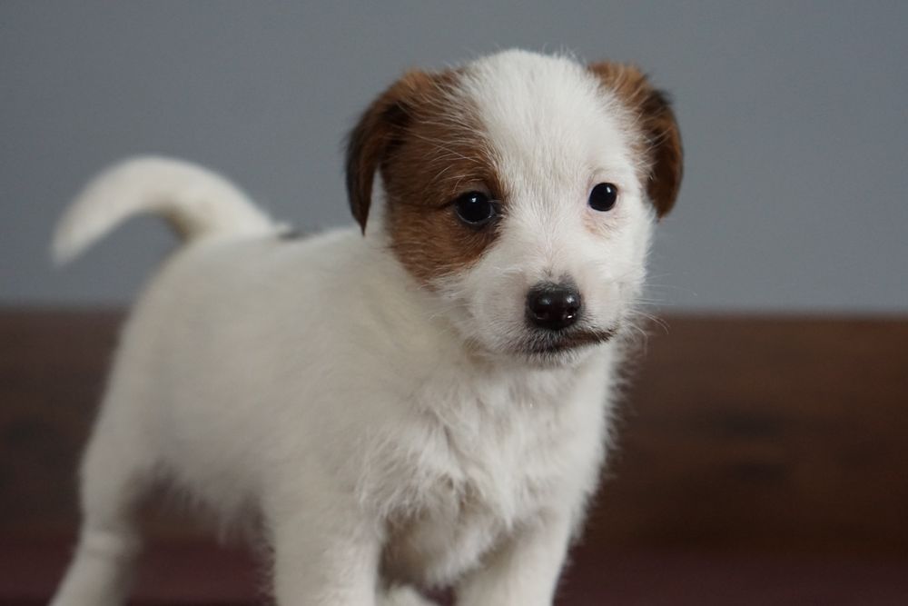 Gotowa do odbioru suczka z oficjalnej hodowli FCI ZKwP oddz. Chojnice