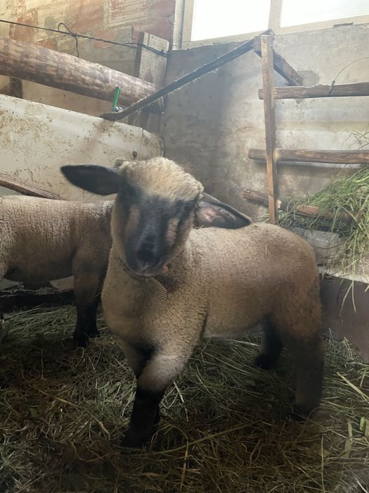 Vendo ovelha e 2 cordeiras de raça Suffolk
