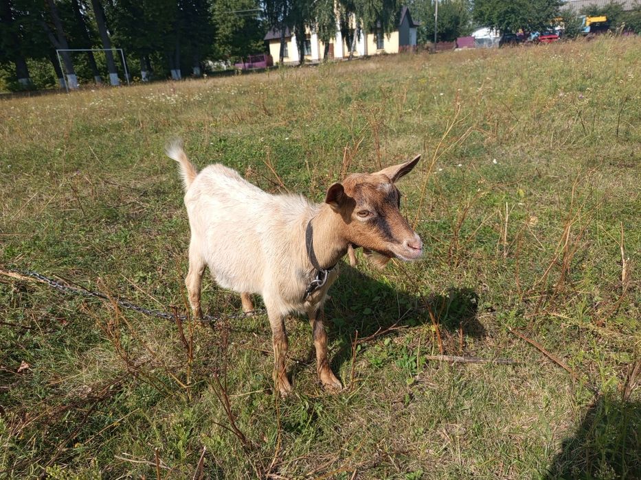 Продам дійні кози недорого