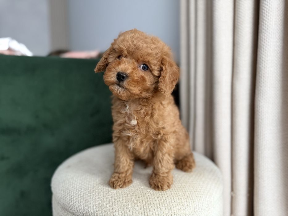 Cavapoo - chlopczyk  ;)
