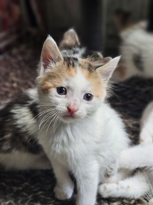 Котёнок девочка 1.5-2 мес