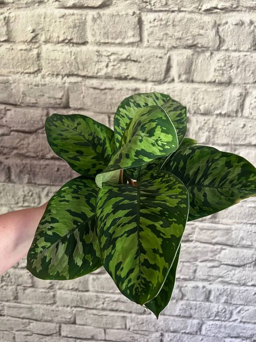 Хомаломена / Homalomena