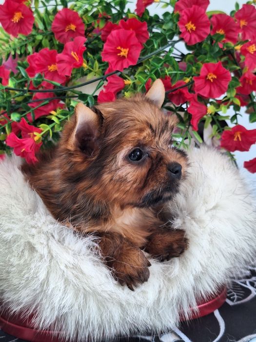 Yorkshire terrier z rodowodem