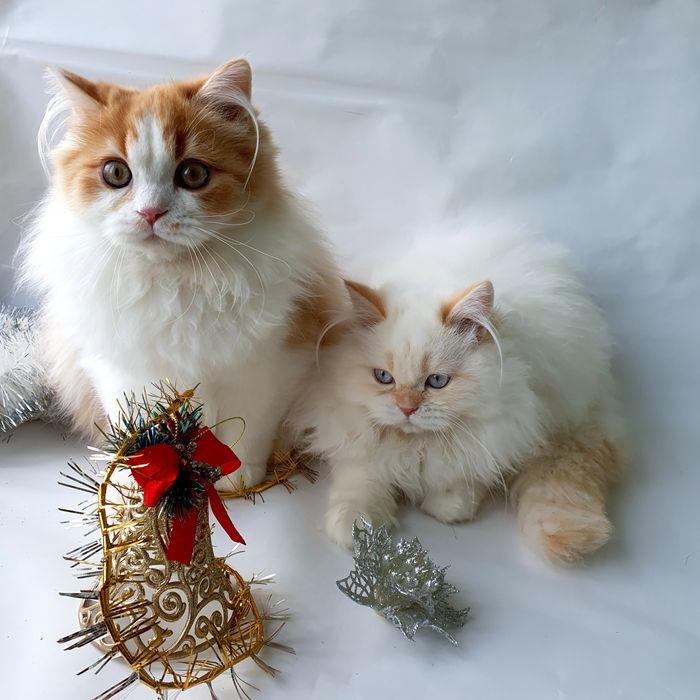 Киев срочно новогодняя скидка 4месяца котята британцы клубные кошенята