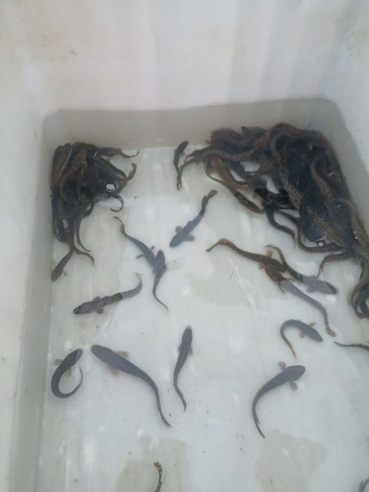 Karp Szczupak Amur kroczek narybek