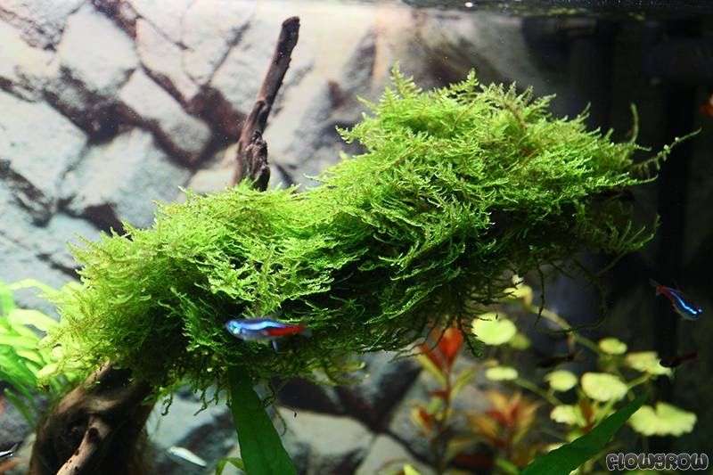 Taxiphyllum barbieri