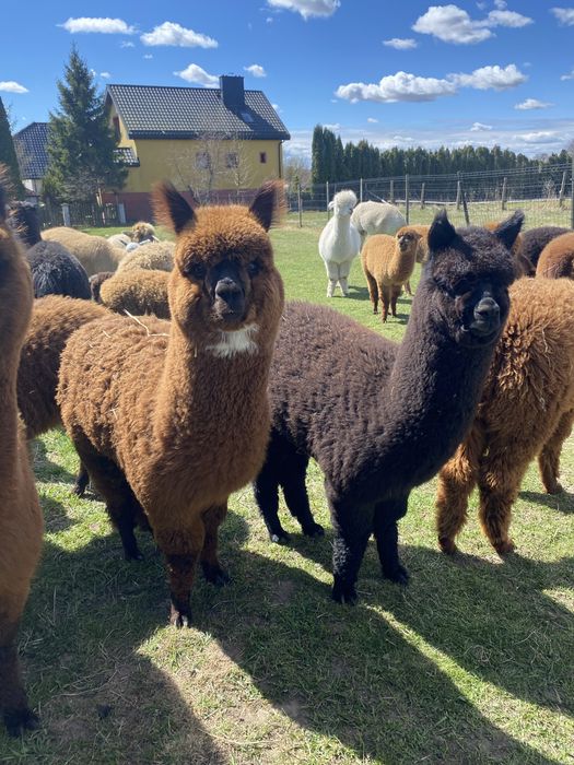 Młode samce alpaki huacaya 2025