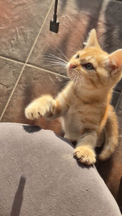 Котинятка,  котик