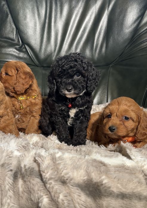 Cavapoo dostępna sunia czarna z białymi znaczeniami