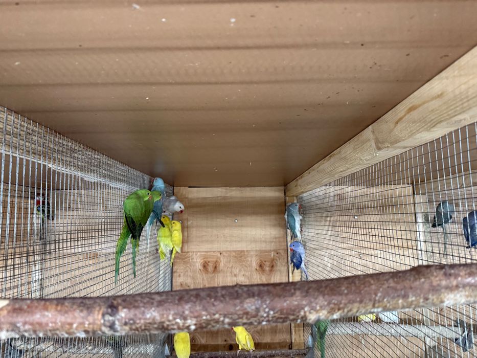 Aleksandretty obrożne