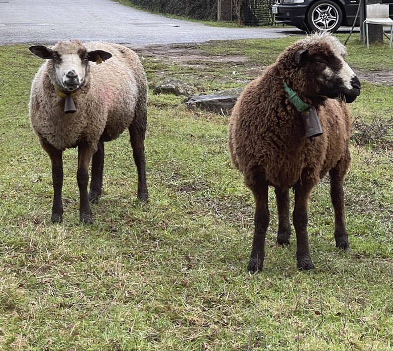 2 ovelhas da raça p3 pura (b4)