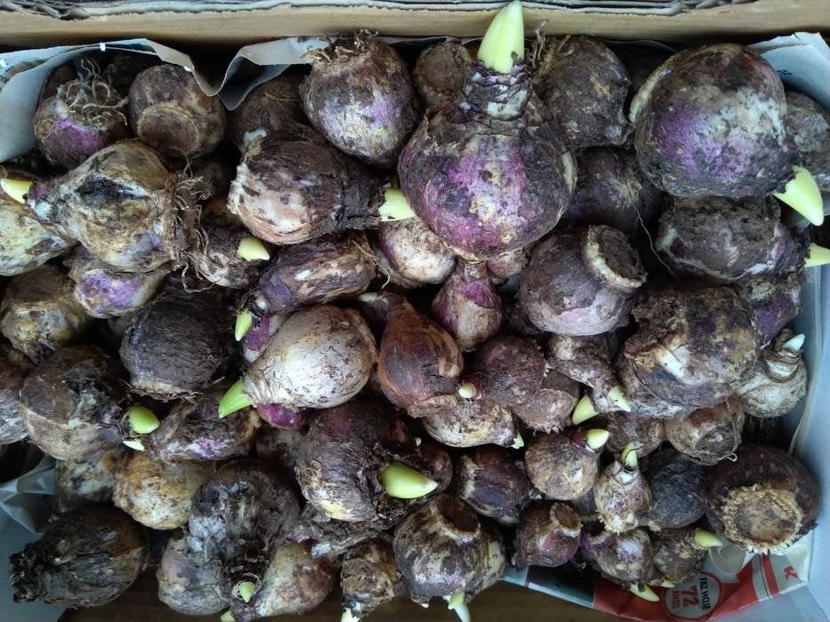 20x bolbos de Narcisos c/ Portes inc.