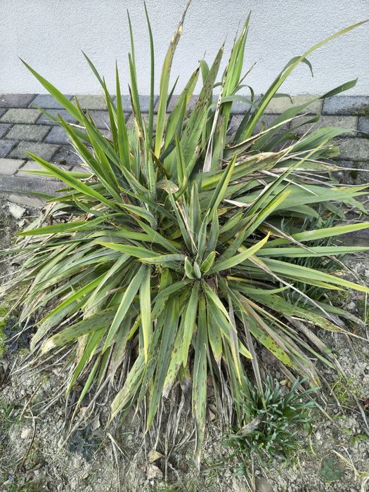 Oddam jukę z likwidacji rabaty