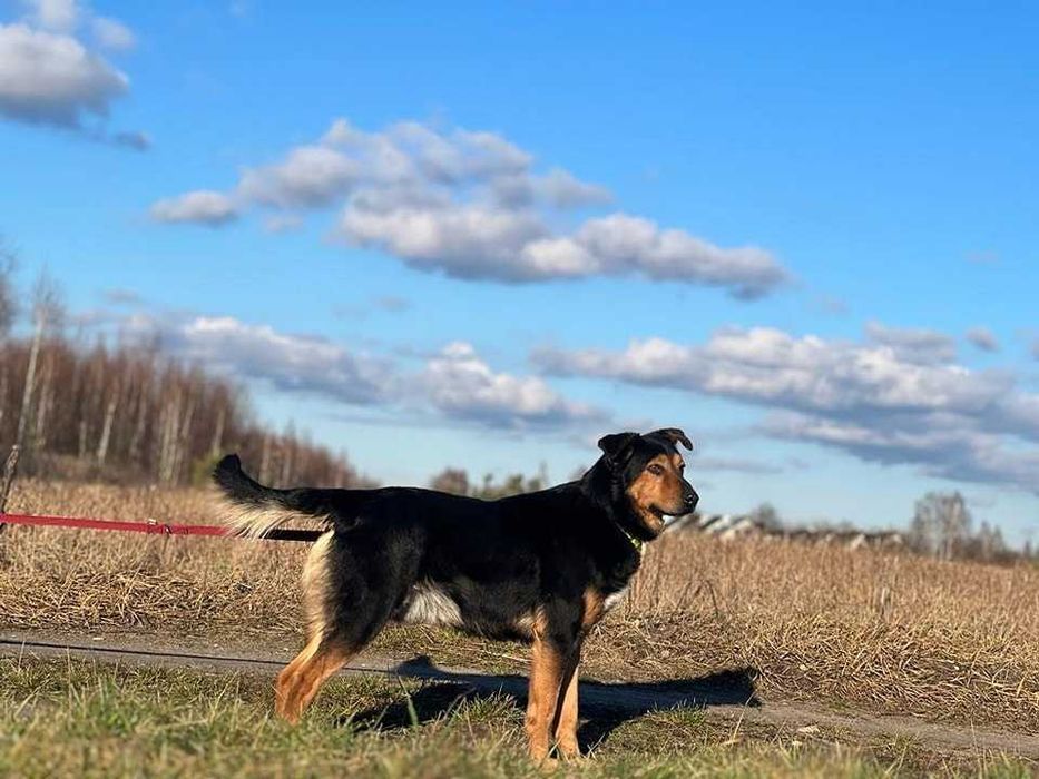 Miko - średni pies szuka domku z ogrodem