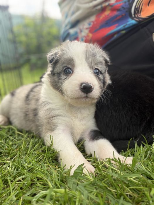 Suczka Border Collie