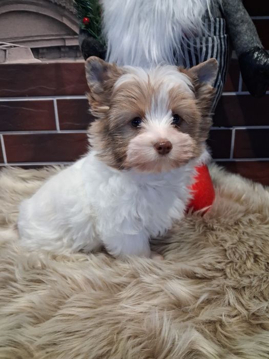 Йоркширський тер'єр  шокобері з блакитним оком (хлопчик))