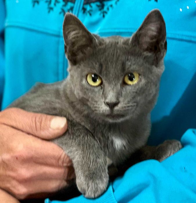 Марсель в добрі руки