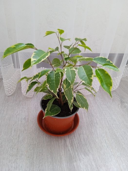 Продам фікуси Кінкі